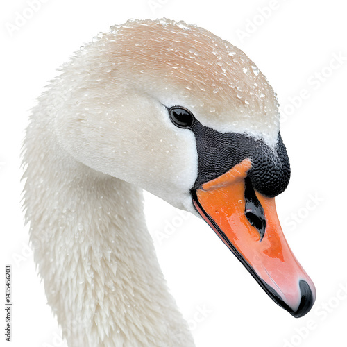 Fototapeta Naklejka Na Ścianę i Meble -  Close up shot of a white swan with water droplets on its head against a black background looking down