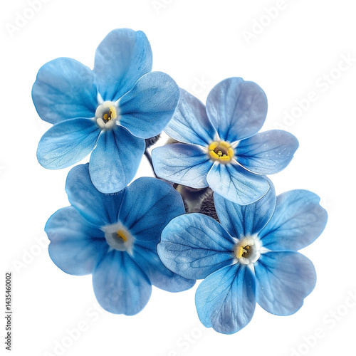 blue flowers isolated on white PNG isolated on transparent background