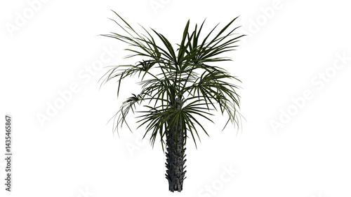 Tropical Tree