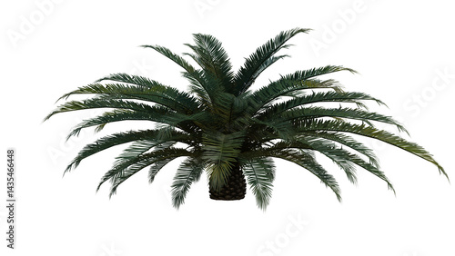 Tropical Tree