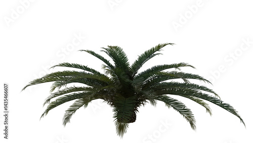Tropical Tree