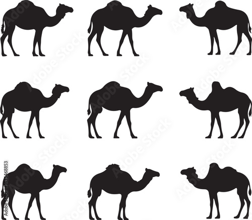 set of camels different camel poses in a vector style on a clean white background