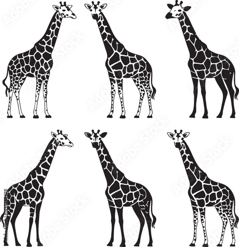 giraffe vector illustration