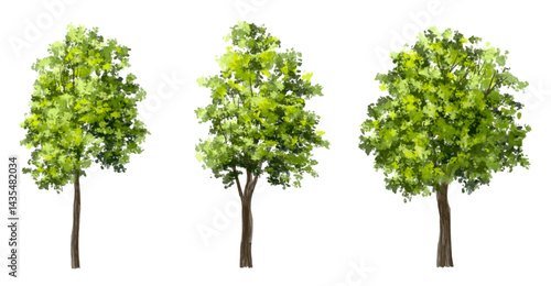  Vector watercolor green  tree or forest side view isolated on white background for landscape and architecture drawing,elements for environment or and garden,Shrub for section