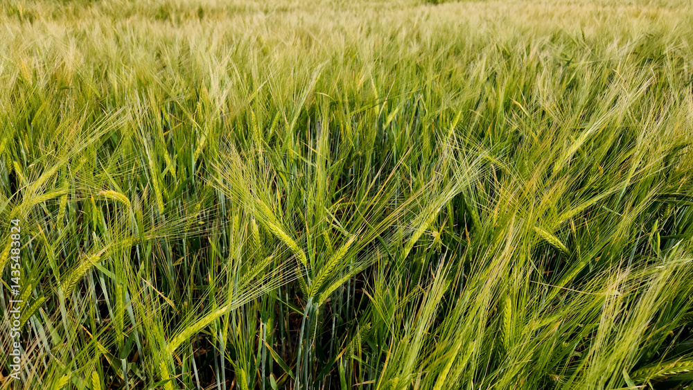 Obraz premium The awns of barley heads dance with the April breeze in the Mediterranean fields as the grains reach the stage of ripening.