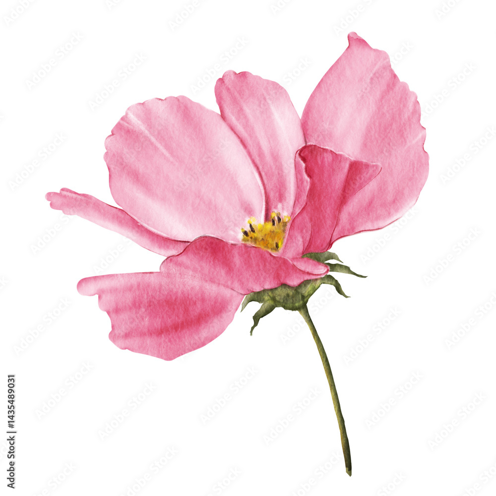 Obraz premium Cosmea close up. Watercolor hand drawn illustration of pink cosmos flower isolated