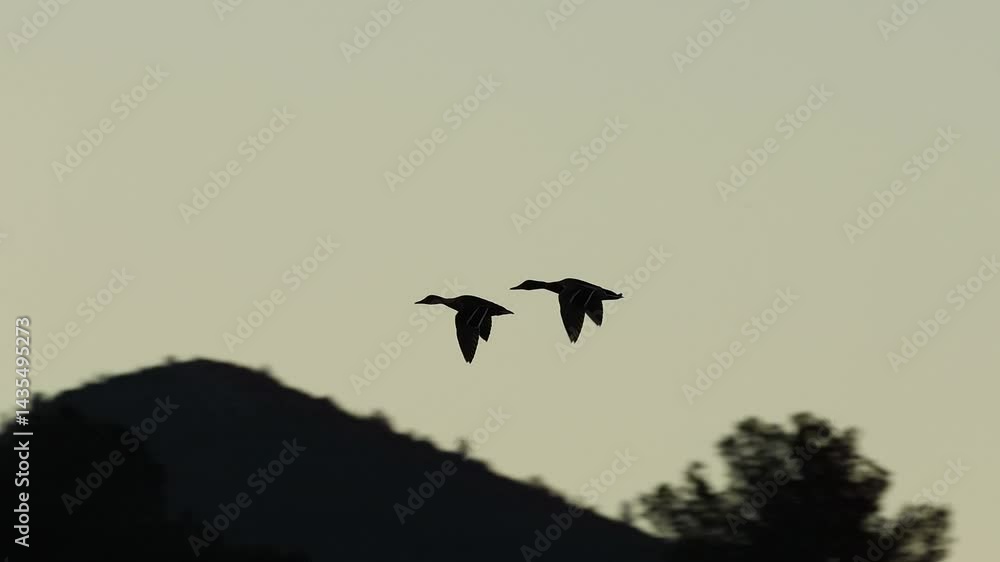 Silueta de pareja de Ánade real (Anas platyrhynchos) en vuelo a contraluz despues de ponerse el sol, Beniarres, España