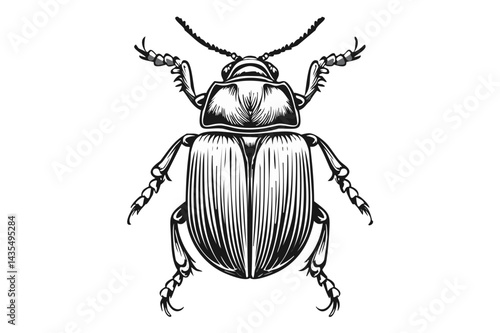 Black and white Geotrupes stercorarius, earth-boring dung beetles or dor beetles