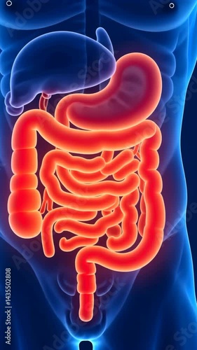 Wallpaper Mural close up of human digestive system highlighted in male body, medical illustration for educational and healthcare uses, zoom in, vertical Torontodigital.ca