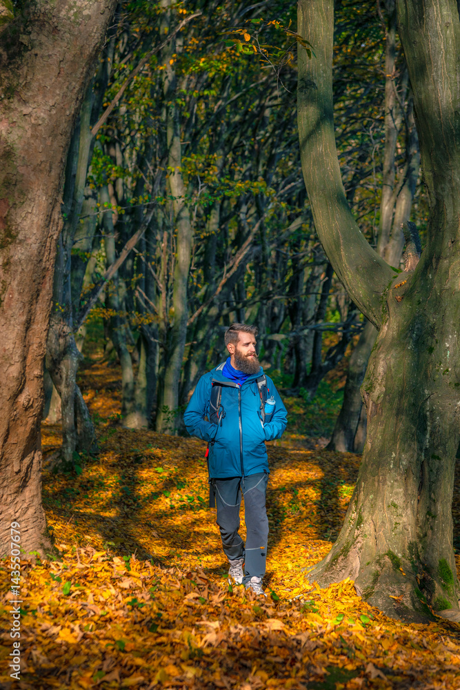Naklejka premium Outdoor adventurer with beard in a blue jacket enjoying a peaceful autumn hike among tall trees and vibrant leaves.