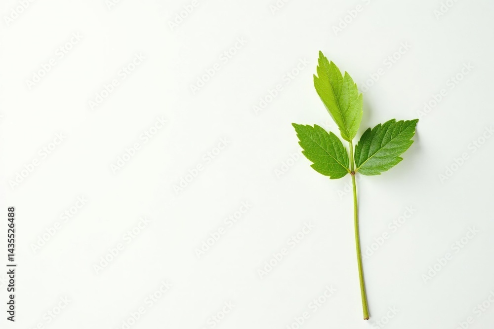 Fototapeta premium Single, delicate sapling against pure white backdrop , element, clean, texture