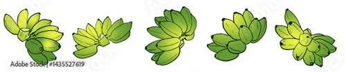 Ripening Banana Bunches – Tropical Fruit Botanical Illustration Set
