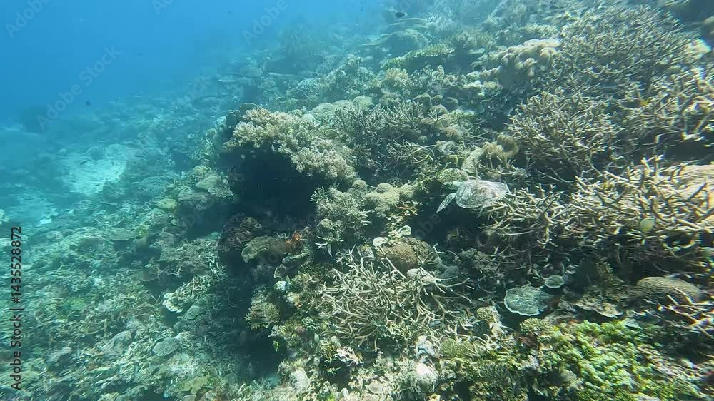 Hawksbill sea turtle and shoals of tropical fish swimming over coral reef ecosystem of Coral Triangle at Haruina dive site, Timor-Leste, Southeast Asia Hawksbill sea turtle and shoals of tropical fish swimming over coral reef ecosystem of Coral Triangle at Haruina dive site, Timor-Leste, Southeast Asia