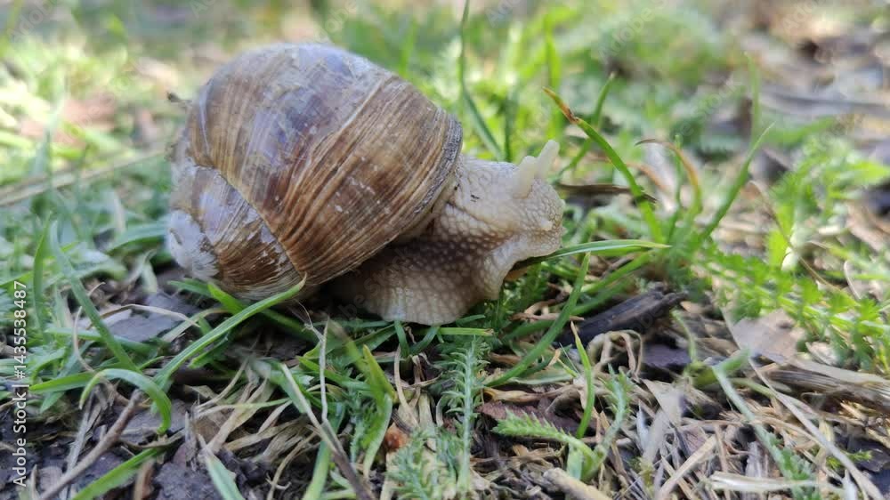 A snail crawling on the ground in the grass A snail crawling on the ground in the grass