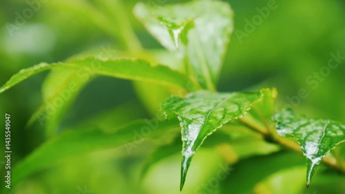 Enjoying the beauty of summer rain on fresh green plants and vibrant foliage in a peaceful setting