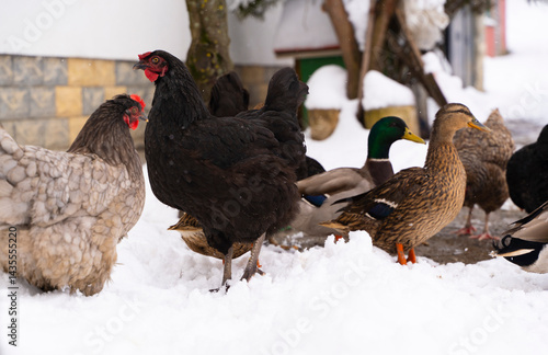 Animals that are clustered in the open in winter, chickens, roosters and ducks. poultry in the natural environment