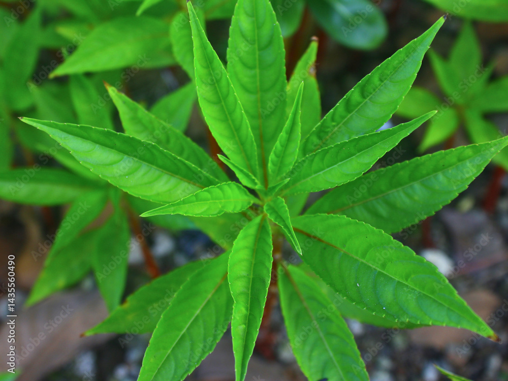 Vernonia amygdalina leaf, known as African leaf or bitter leaf, closeup of fresh green foliage in natural light, used in herbal medicine and traditional healing across tropical regions.
Vernonia amygdalina leaf, known as African leaf or bitter leaf, closeup of fresh green foliage in natural light, used in herbal medicine and traditional healing across tropical regions.