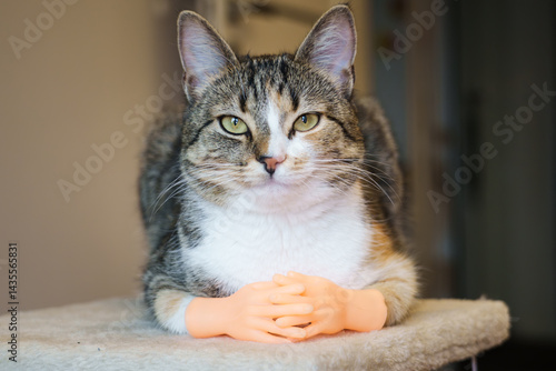 Cute cat with tiny hands lounging comfortably in a cozy indoor setting, showcasing its playful personality in the late afternoon sun