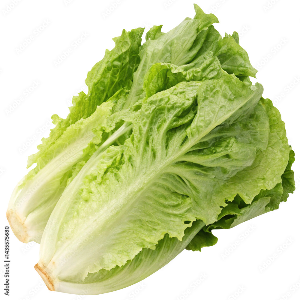 organic lettuce on white background organic lettuce on white background