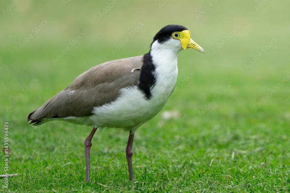 Masked Lapwing (Vanellus miles) standing in the grass Masked Lapwing (Vanellus miles) standing in the grass