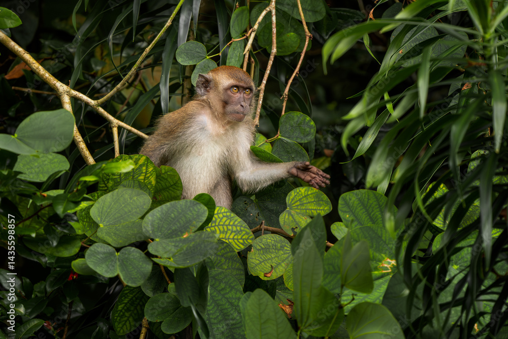 Long-tailed Macaque - Macaca fascicularis, common monkey from Southeast Asia forests, woodlands and gardens, Singapore. Long-tailed Macaque - Macaca fascicularis, common monkey from Southeast Asia forests, woodlands and gardens, Singapore.