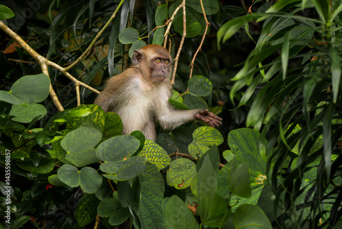 Canvas Print Long-tailed Macaque - Macaca fascicularis, common monkey from Southeast Asia forests, woodlands and gardens, Singapore