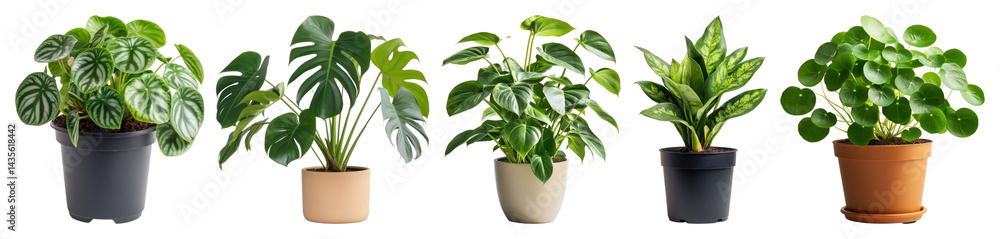 Obraz premium PNG Vibrant potted plants display, element set on transparent background