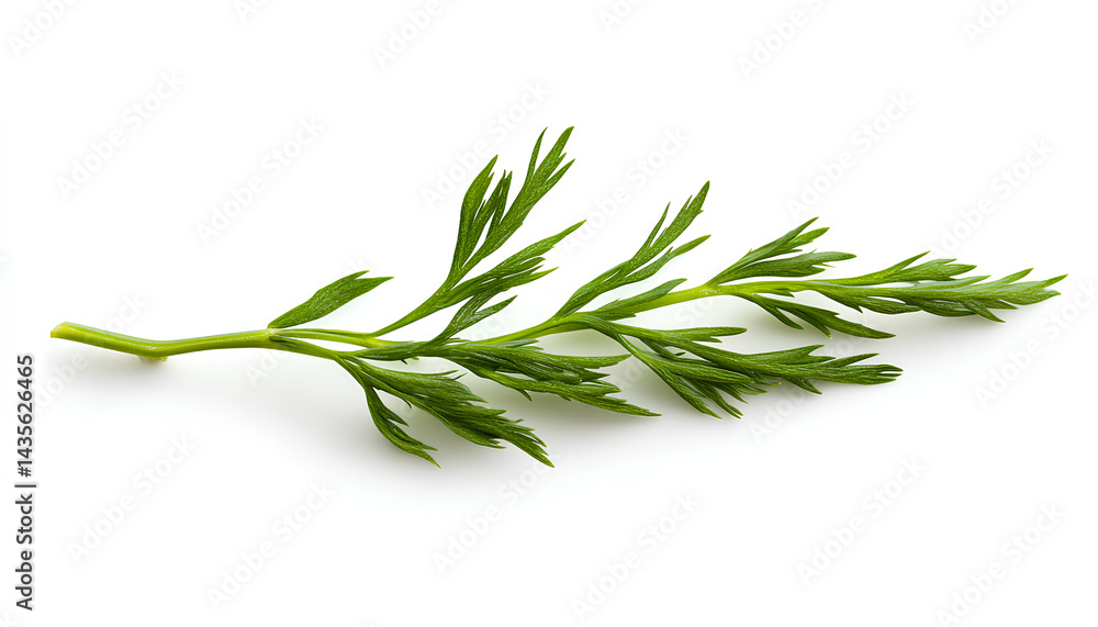 Fototapeta premium One green carrot twig isolated on white