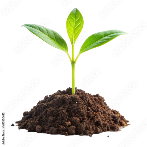 Wallpaper Mural young plant growing from soil Torontodigital.ca