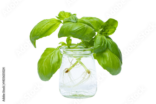 home growing of basil, fresh basil seedlings with roots in glass, white background