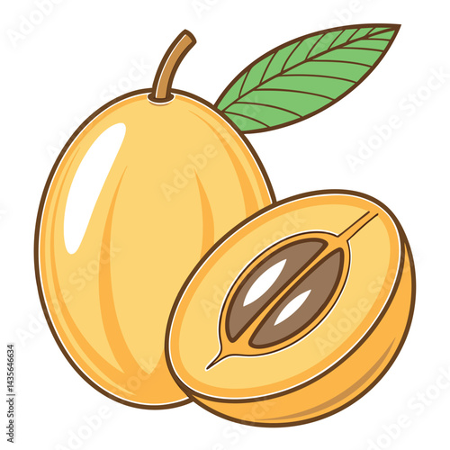 Fresh Loquat Fruit Illustration