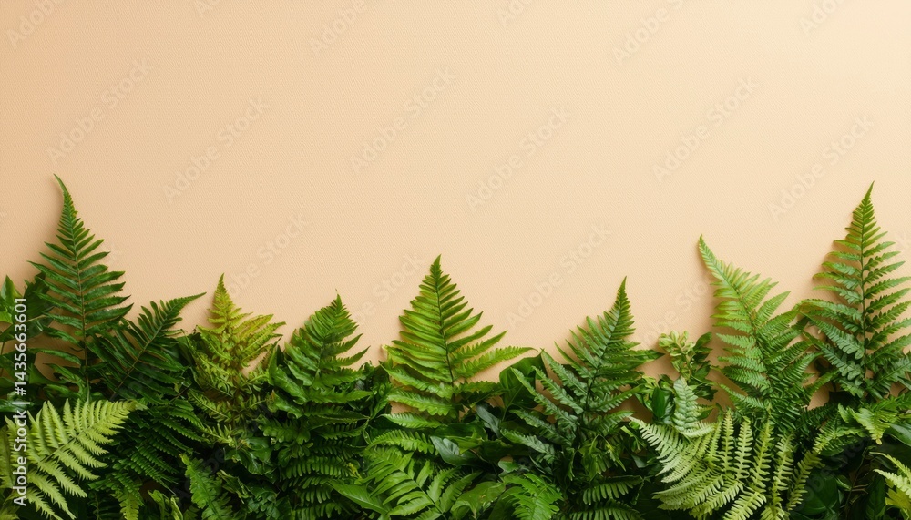 Fresh ferns border on peach background Fresh ferns border on peach background