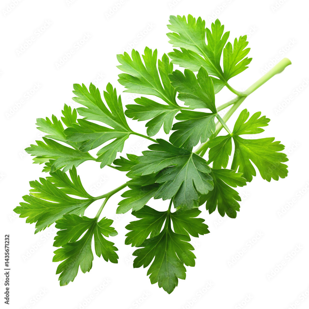 Fototapeta premium parsley isolated on white background
