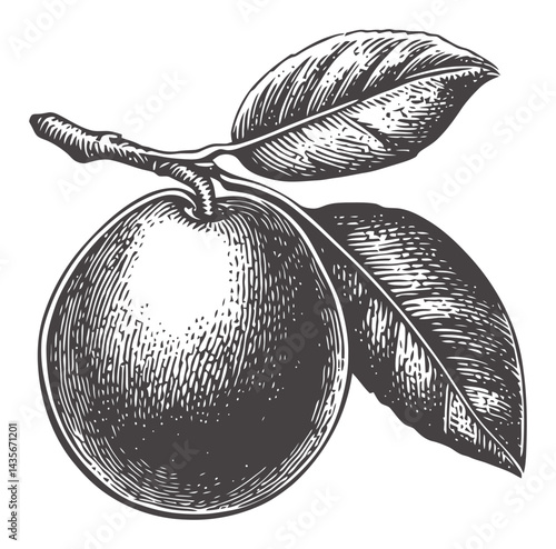 Vintage Woodcut Illustration of a Plum Fruit with Leaves