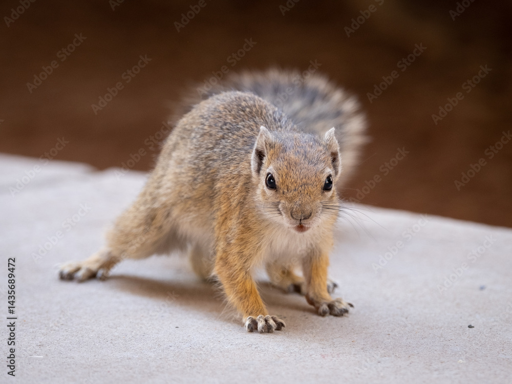 Obraz premium Squirrel exploring urban environment during daylight in a park setting