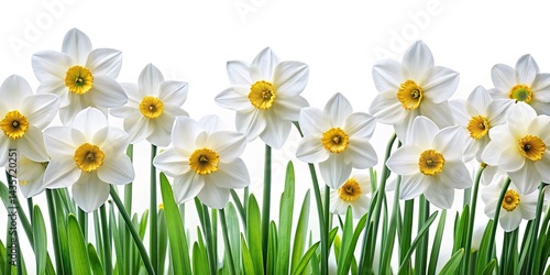 Urban Exploration Photography: Daffodil Bloom in Abandoned Garden - Spring Cityscape