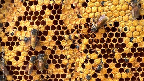 Native wild Thai bees on a honey comeb collected from the jungle of phuket farms in Thailand