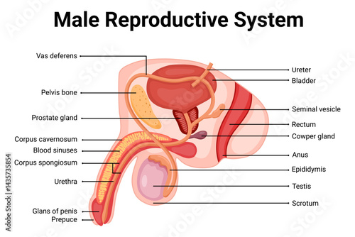 Diagram of male reproductive system illustration for education 