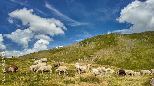 Obraz na płótnie Big flock of sheep grazing in the Pyrenees mountains in France w salonie