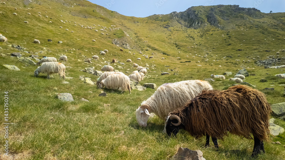 Big flock of sheep grazing in the Pyrenees mountains in France