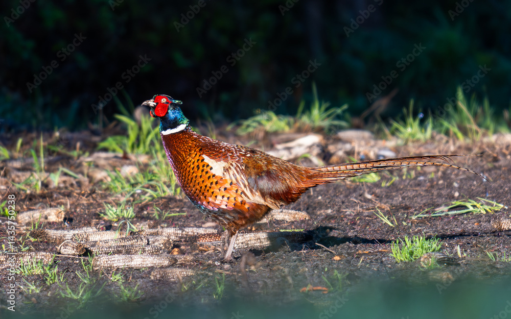 Fototapeta premium pheasant in the grass