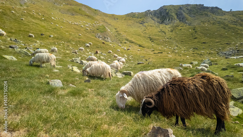 Obraz na płótnie Big flock of sheep grazing in the Pyrenees mountains in France w salonie