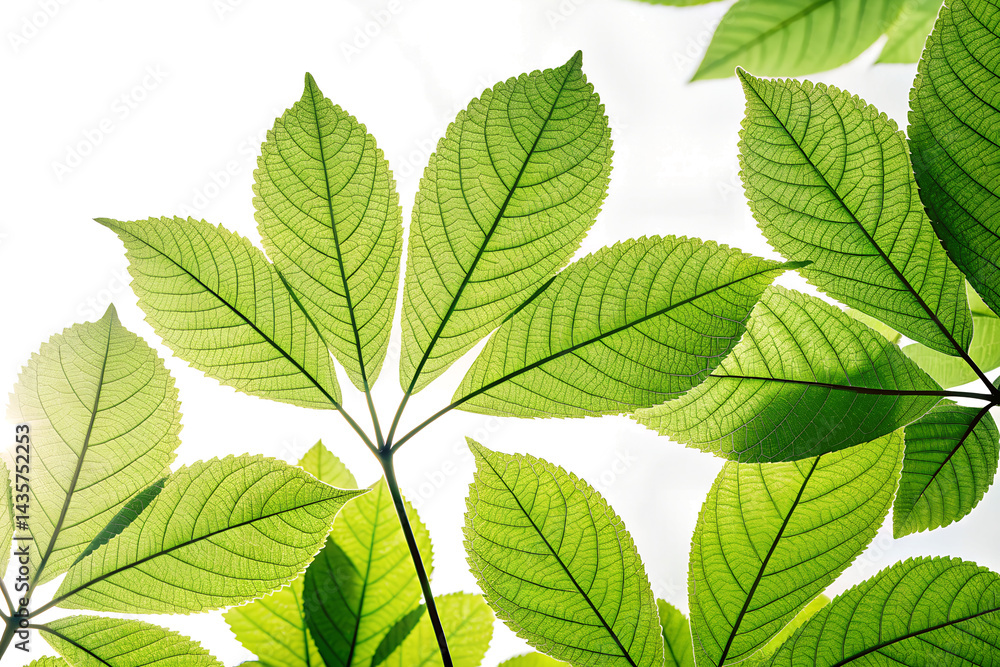 Fototapeta premium Vivid Green Leaves with Backlighting