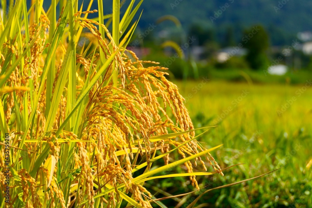 くぬぎ平の棚田。朝日、山形、日本。9月中旬。