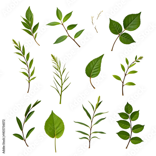 set of various leaves