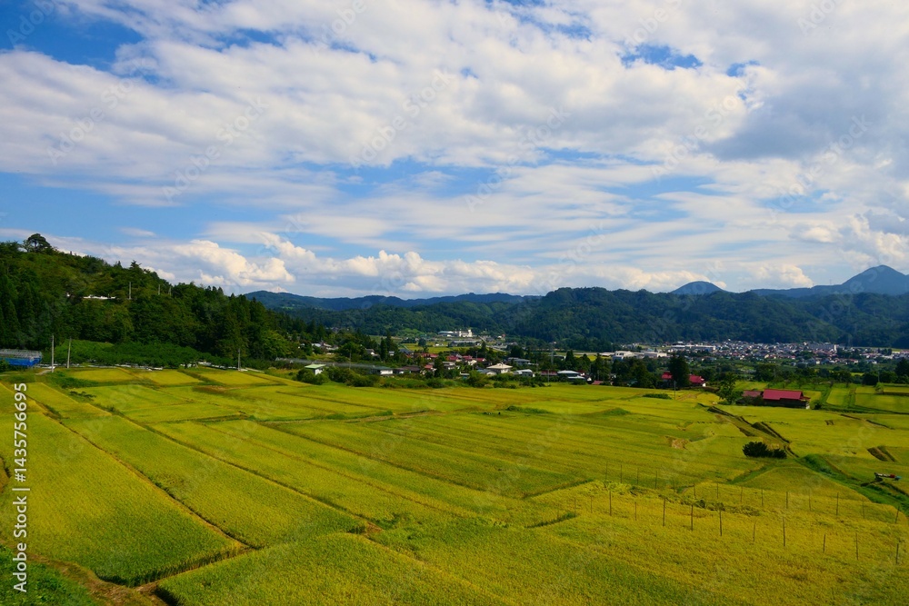 くぬぎ平の棚田。朝日、山形、日本。9月中旬。