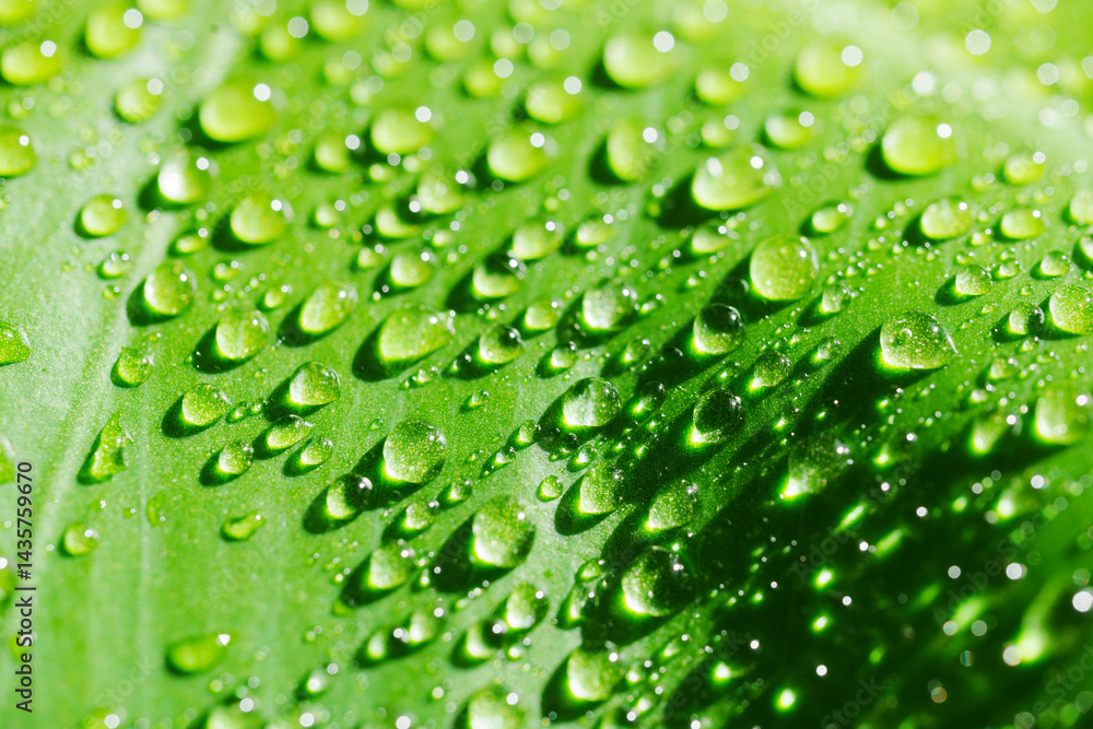 close-up. drops of water on a monstera leaf. close-up. drops of water on a monstera leaf.