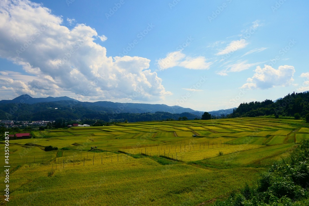 くぬぎ平の棚田。朝日、山形、日本。9月中旬。