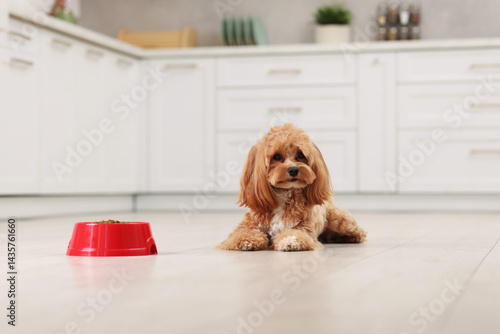 Obraz na płótnie Feeding bowl with dry pet food and cute dog on floor at home w salonie