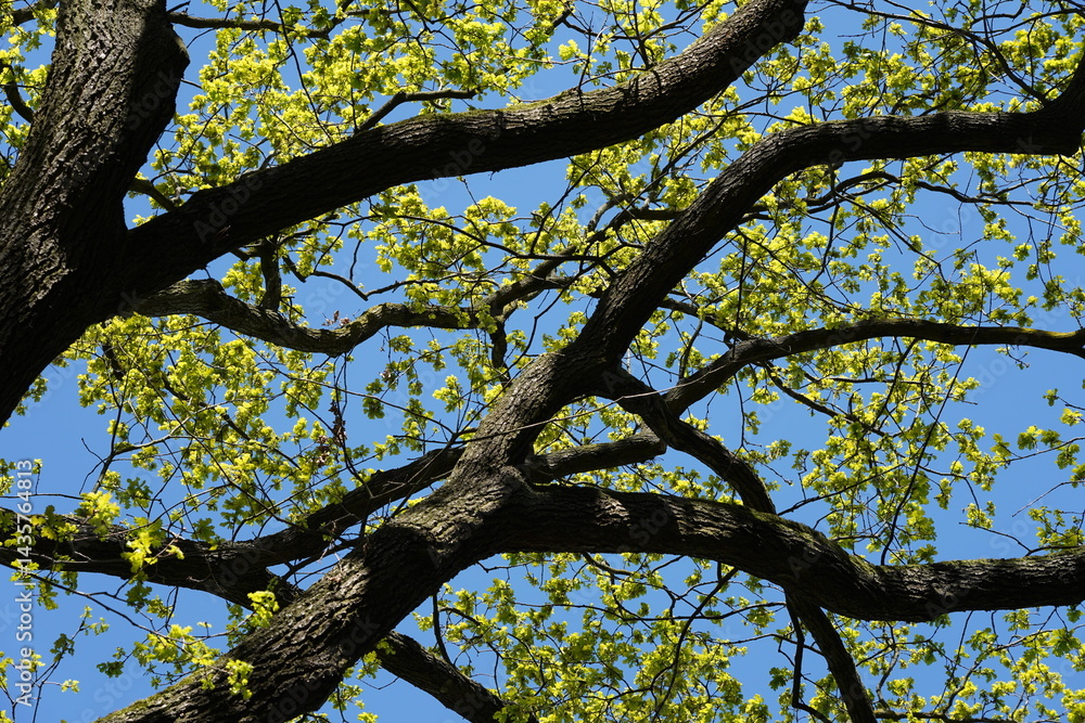 Teilaufnahme einer Stieleiche (Quercus robur) im frühen Frühling
